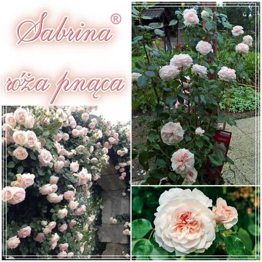 Sabrina róża pnąca